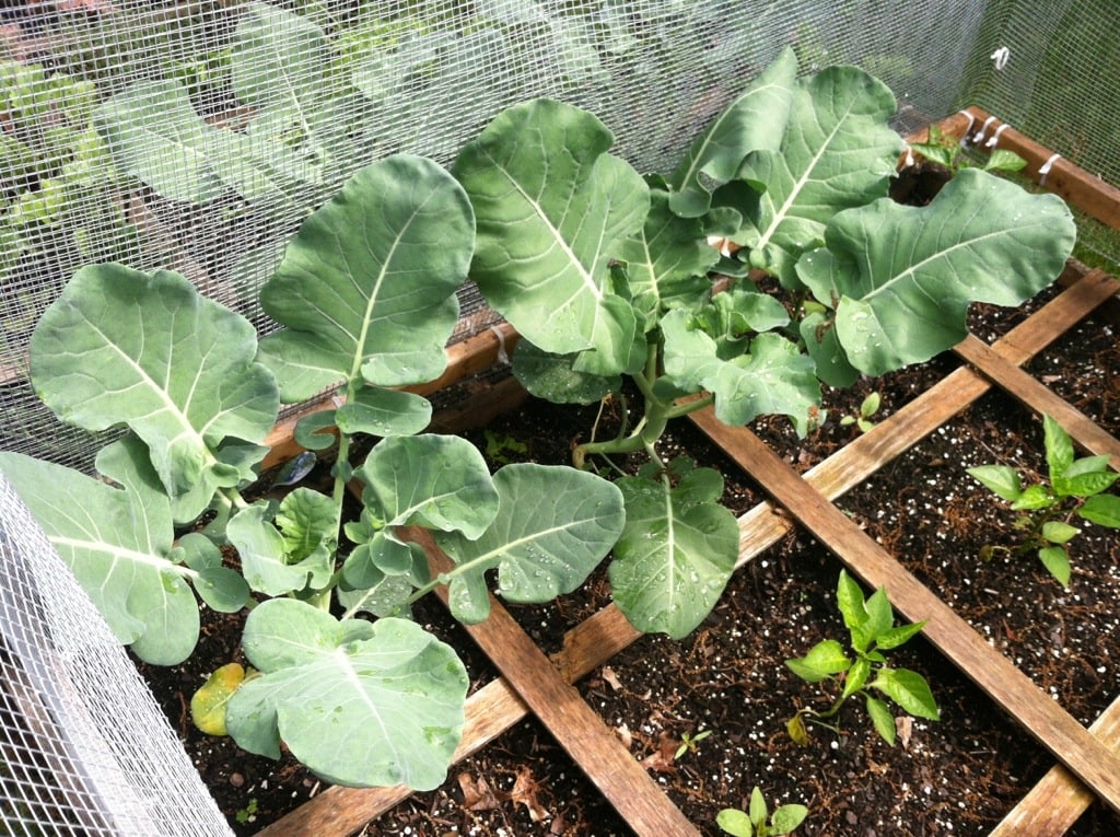 How Does My Square Foot Garden Grow? I See Broccoli! Lady and the Blog